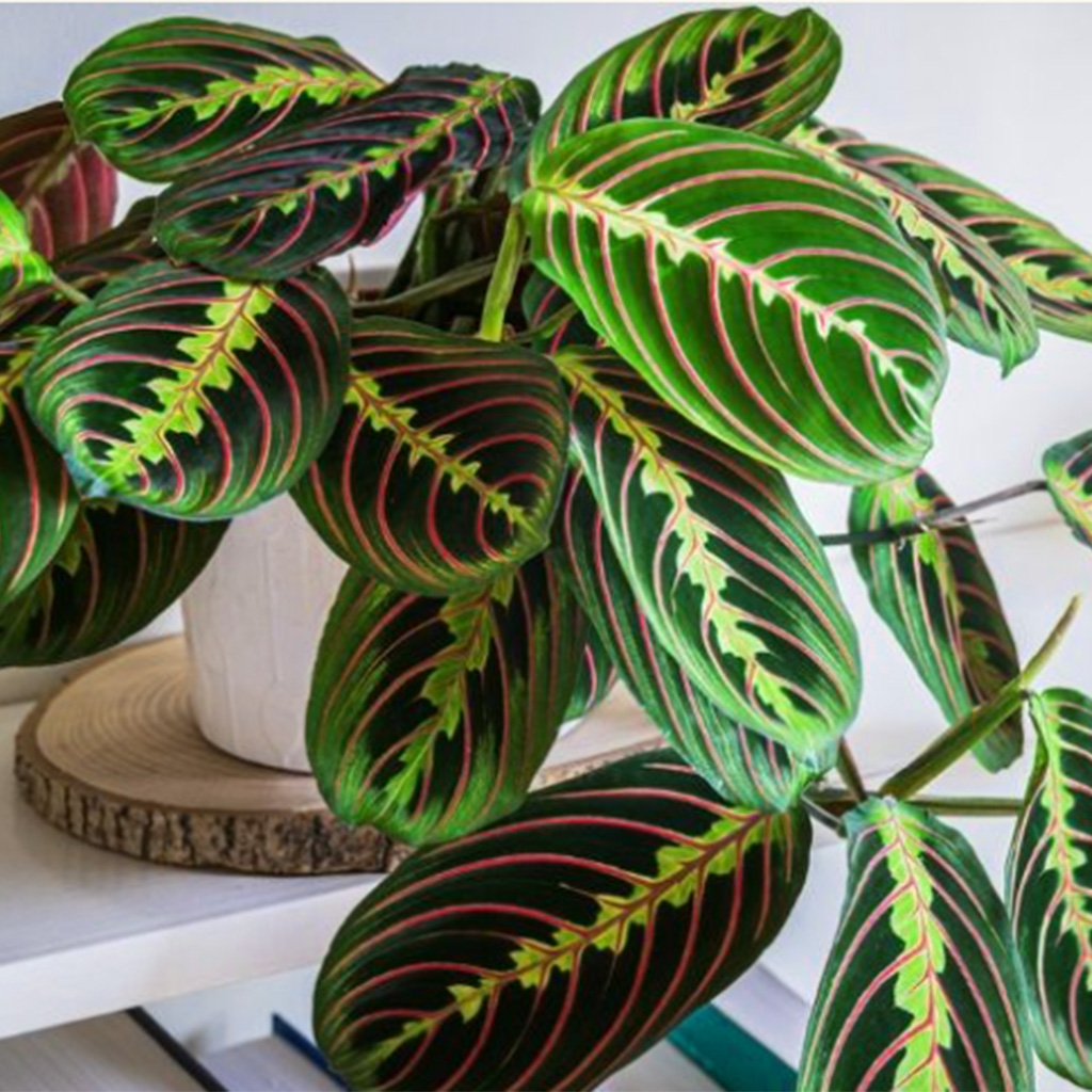 Betende Pflanze im weißen Topf