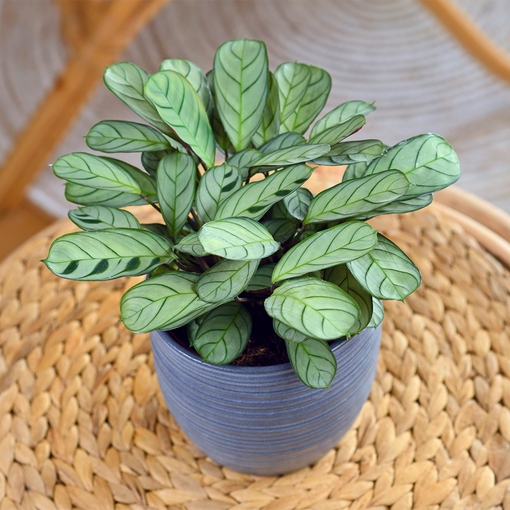 grüne Pflanze - Calathea im grauen Topf