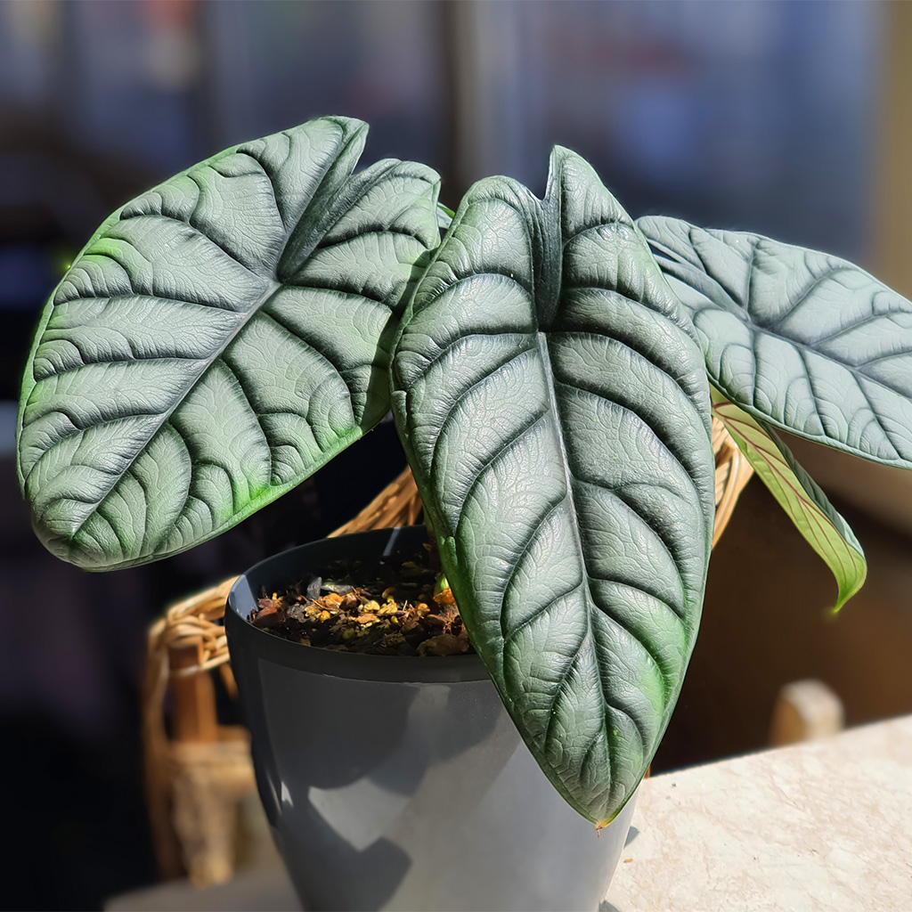 Planze - Elephantenohr im grauen Topf