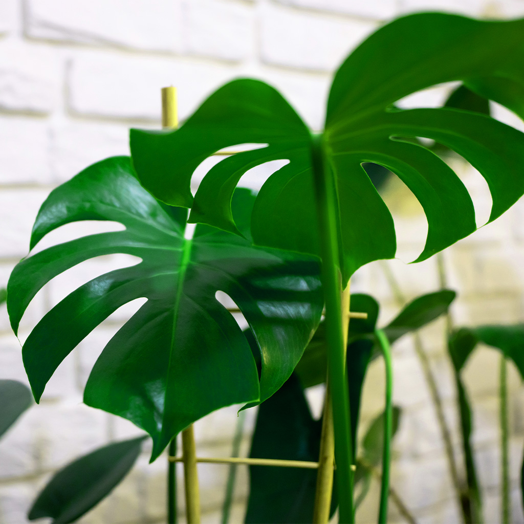 Pflanze Fensterblatt an einer weißen gemauerten Wand