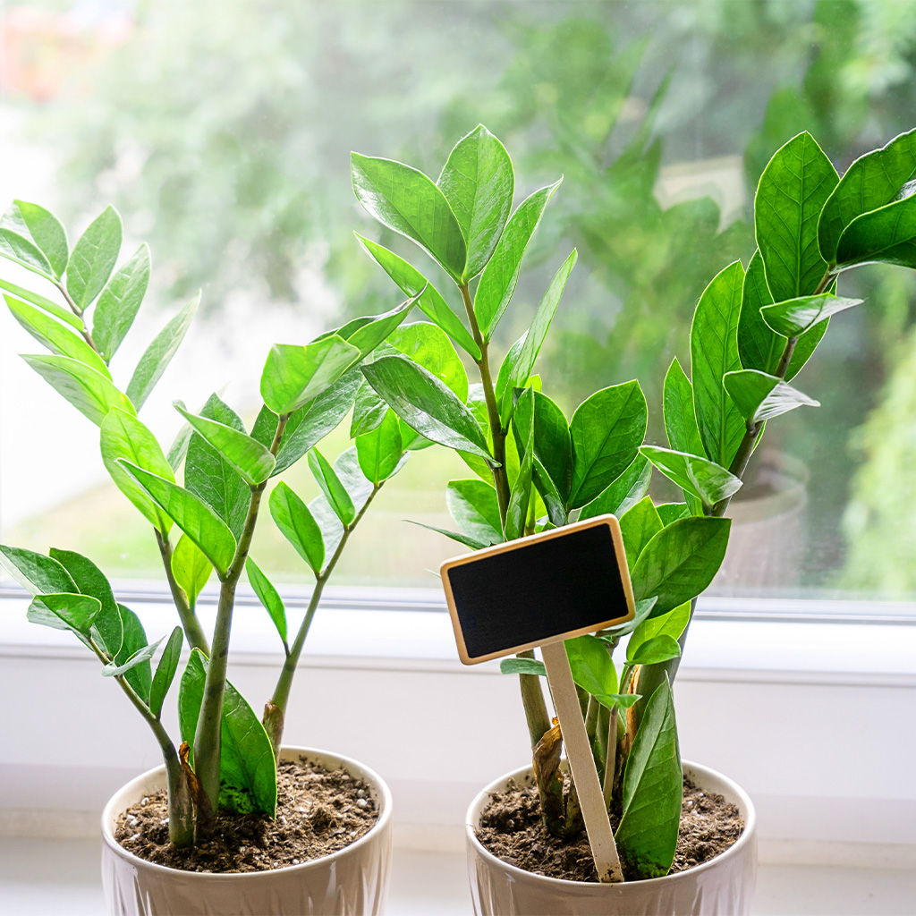 zwei grüne Pflanzen in weißen Töpfen - Glücksfeder