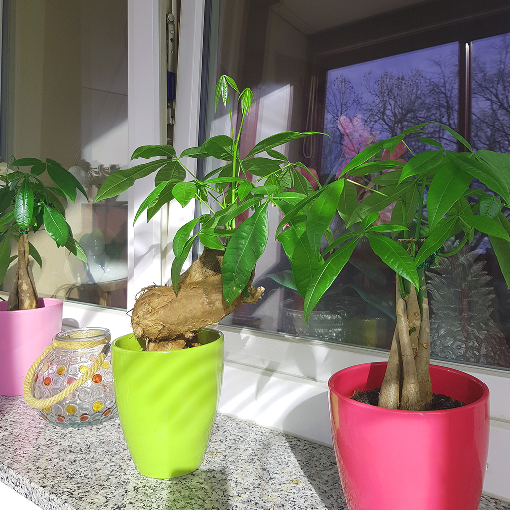 drei Moneytrees in farbigen Töpfen