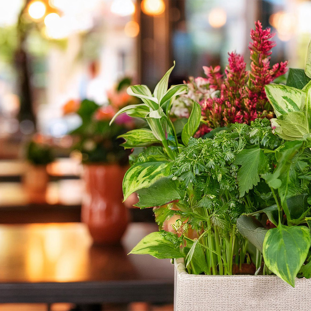 grüne Pflanzen im Topf auf Tisch