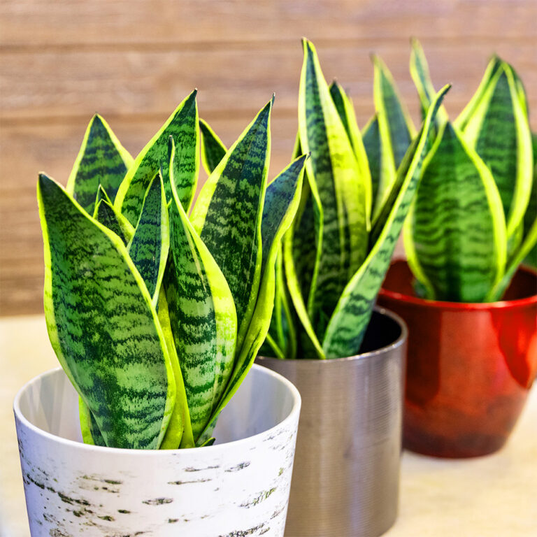 Schwiegermutterzunge