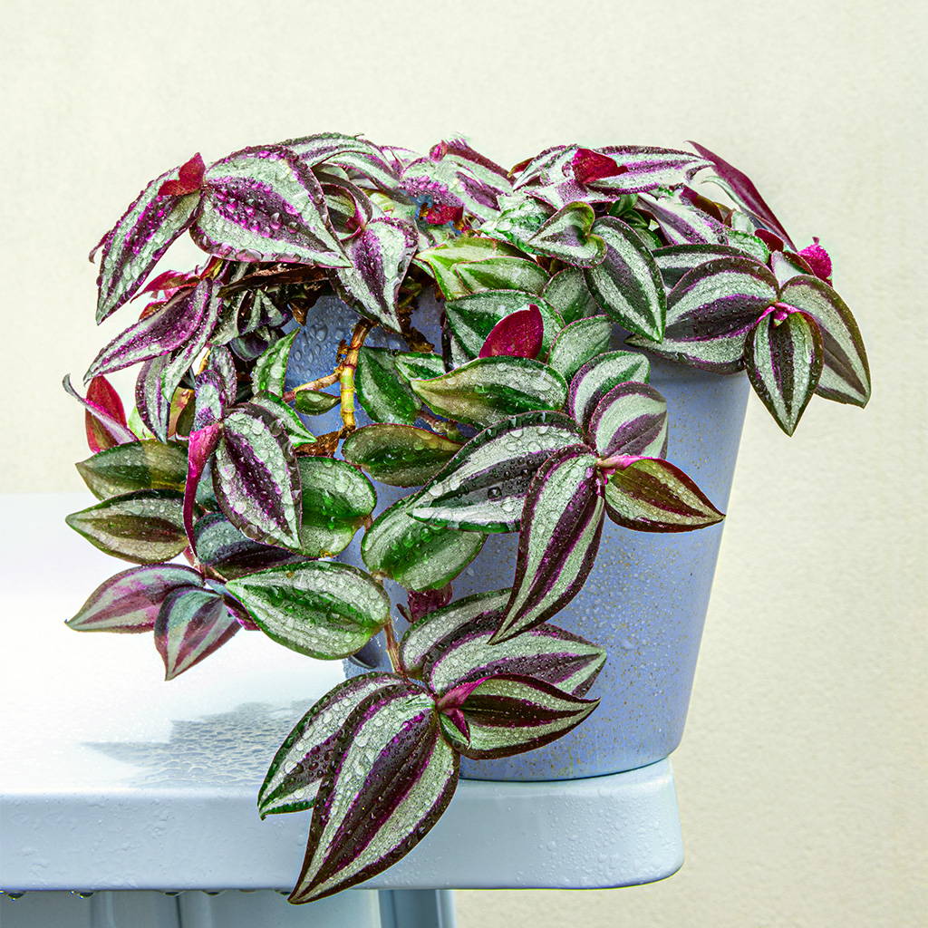 Zebrapflanze in hellblauem Topf mit Wasser besprüht